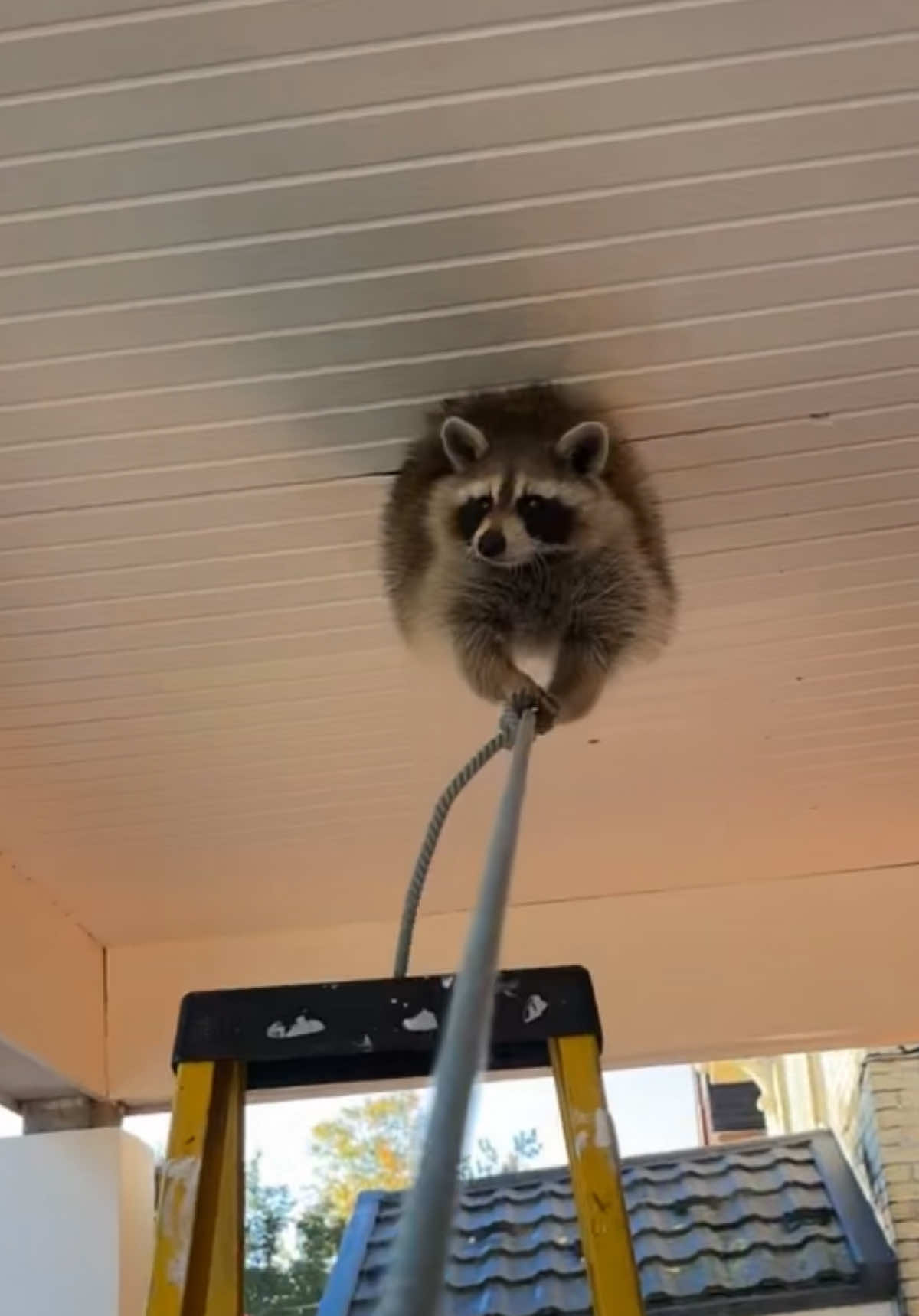 Big Fatty got stuck 😂 Follow @forestcitywildlife check out our website  www.forestcitywildlife.com Free Property Assesments  Call us  5192828976 #Raccoons #Wildlife #london #ontario  #funnyanimals