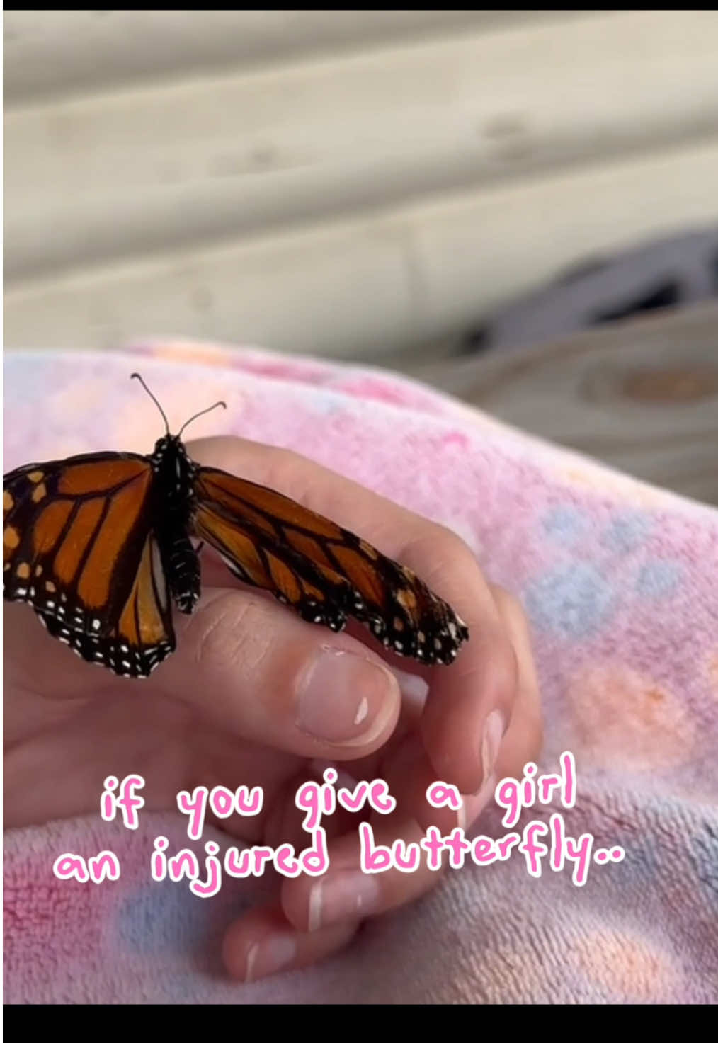 an absolutely amazing experience getting to befriend and help this pretty baby fly for the first time everrr!! 🥹 #butterfly#butterflysurgery#monarch 