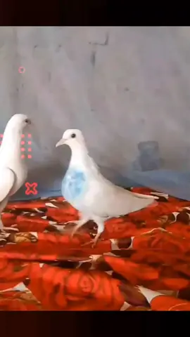 #king 💥🕊️🕊️🦅vearal tik tok