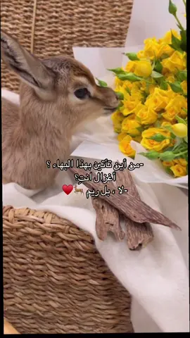 كملوا بنفس الطريقه 🦌♥️#ترند_من_اين_تأتين_بهذا #فولو #أغدا_القاك_ام_كلثوم #اكسبلورexplore #ترند