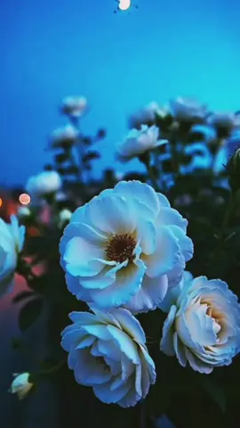 أبويا الضهر والسند 💫🥹 #فارس_قطرية #تصميم_فيديوهات🎶🎤🎬 #أبي #fyp 