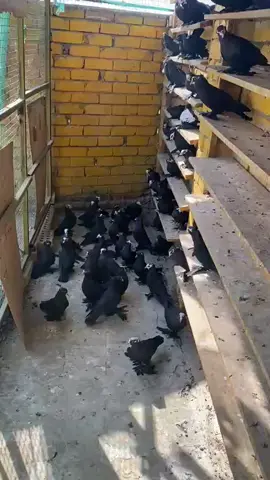 #المصمم_حسوني🔥✈️ #مطيار_حمام_الاحمر #استعراض_طيور_حمرر #طيورحمرطيوربغداد #الحله 