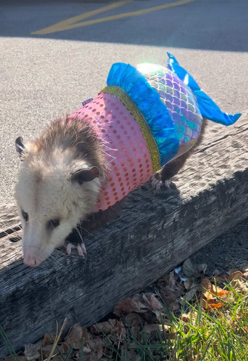 Happy Monday from Fluke the opossum (merman) 🧜‍♀️🎃 have a wonderful week! If not, at least you can have this video to look back on 😆🫣 #mermaid #opossum #possum #halloween #haveagoodday 