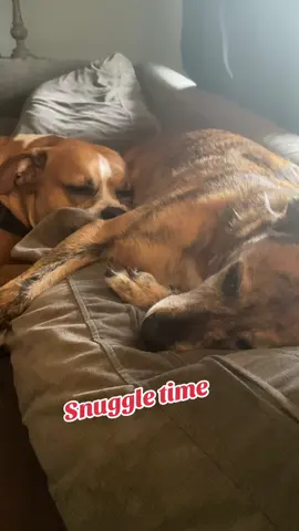 #Rescuedog #Love #crazyCash #Cash #Tilly 