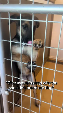 Why breed your pups when we have every pup you can think of here at the shelter? #animalshelter #adoptadog #adoptashelterdog #adoptdontshop #dogsoftiktok 