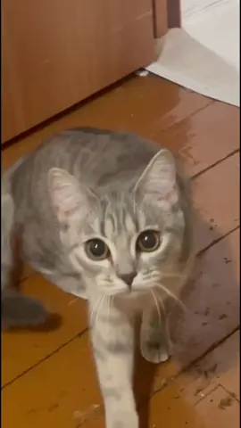 Дык кын дыш Бывает  Кошки мяу Котята мяу Кошечки кот #мяу #котятки #котики #кошечки #башкирия 