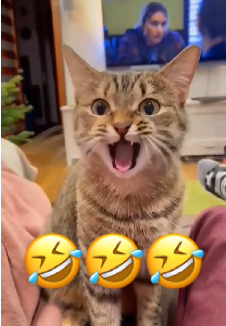 When Your Cat Knows English 😂 | Part 83 #cat #catsoftiktok #pets #funnyvideo #fyp 