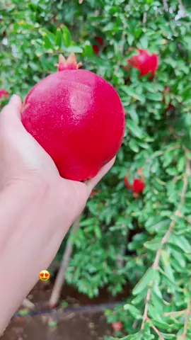 #ceciliasandoval🍀 #ixpanails🍀 #pomegranate #diosesbueno #🙏