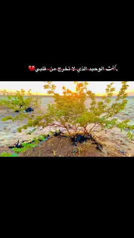#تصويري_احترافي_الاجواء👌🏻🕊😴 