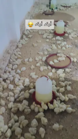 #الريشةالبيضة🐔🐔🐔 #دواجن #تربية #مشروع #فلاحة🖤🌿 