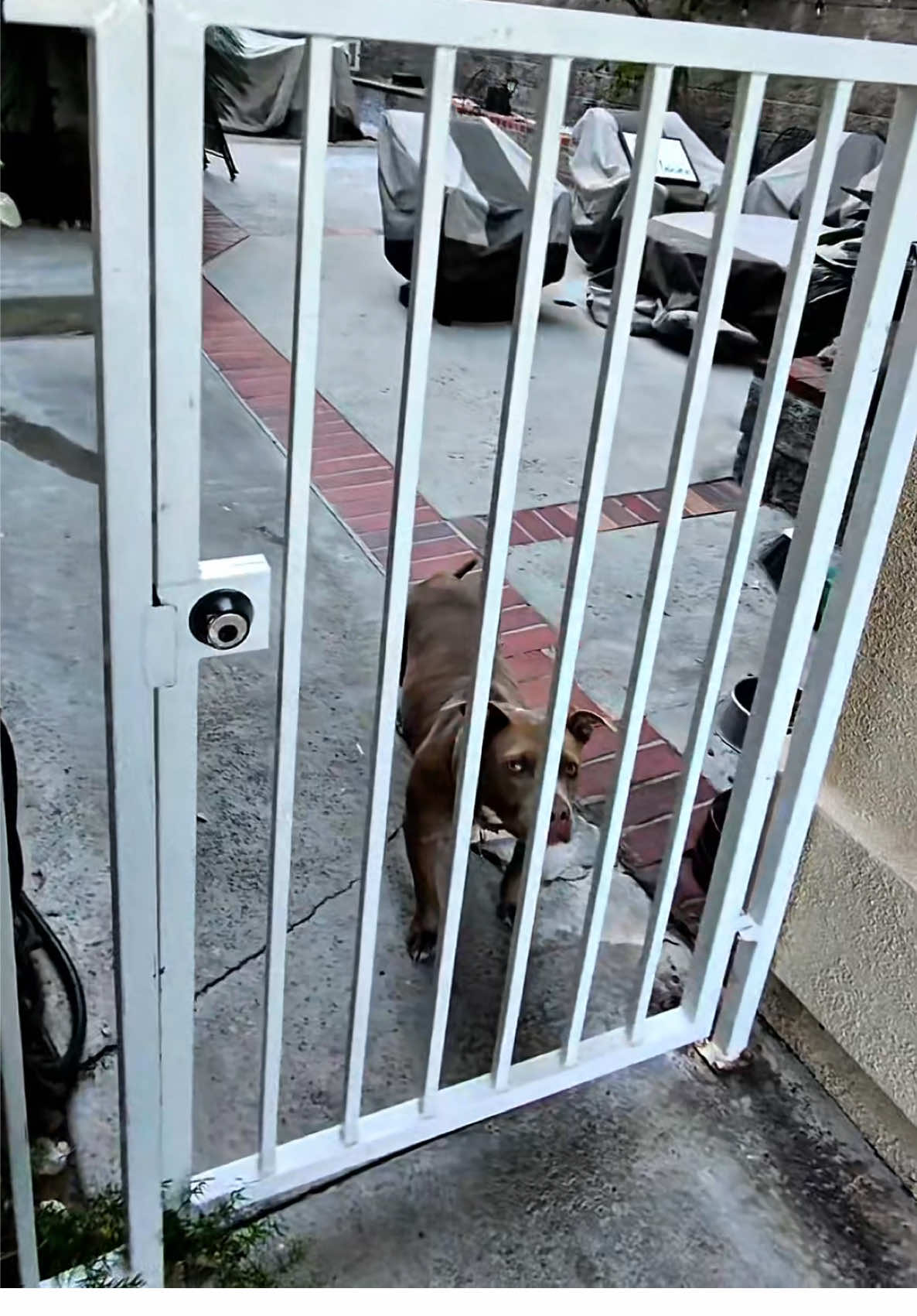 Crazy dog 🤣 #deliveries #amazondriver #povs #dogsoftiktok #dogs 