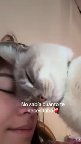 Yo no te rescate,tú me rescataste a mí ❤️‍🩹 #michi #mascotas #paratii #gatos #trend 