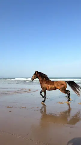 Be free be you  #horse #horses #equestrianlife #horselife #marrakech 