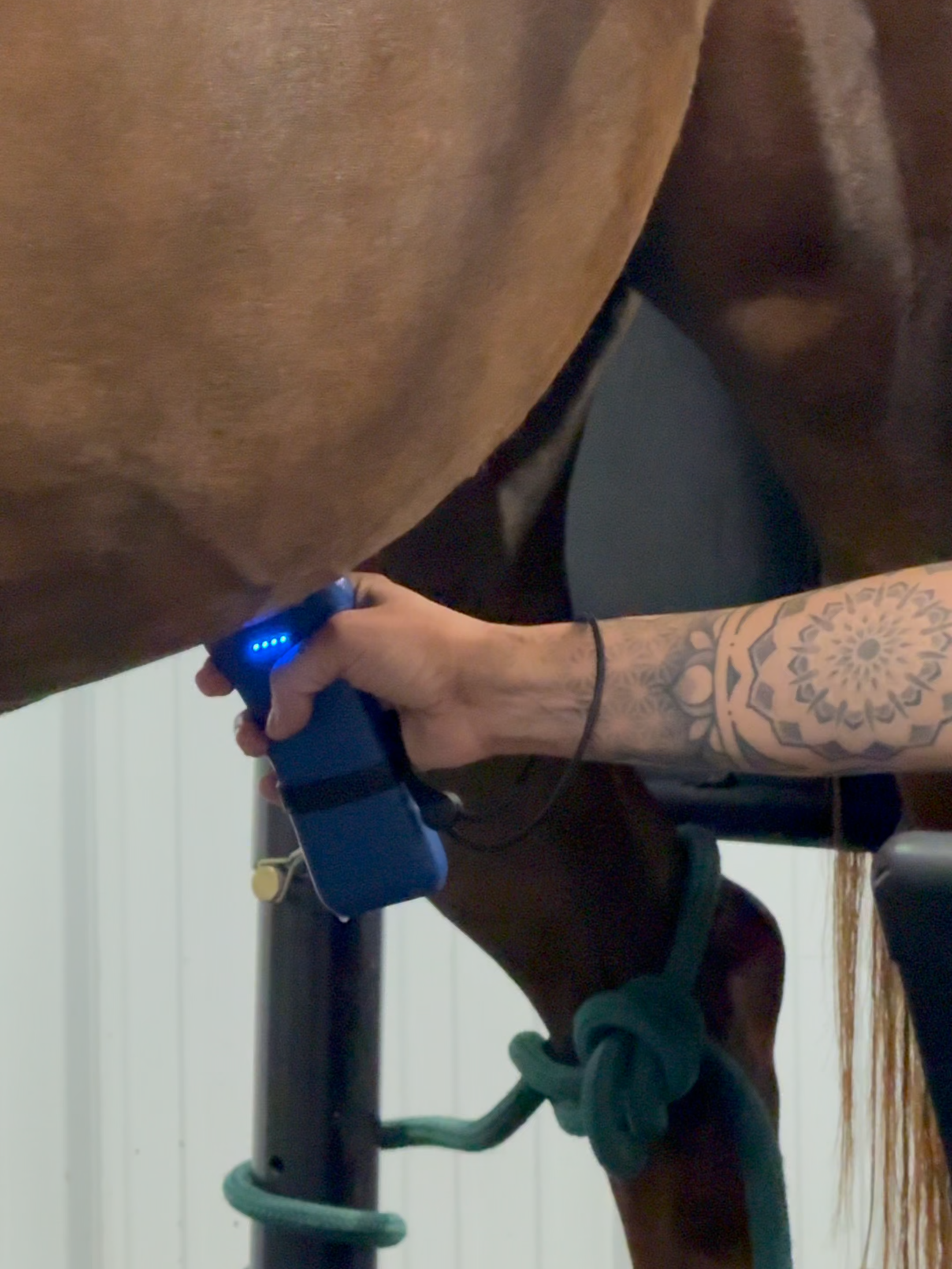 The results are in and Lucy is...🫢 #HorsePlus #HorseRescue #blmmustang #pregcheck #parttwo