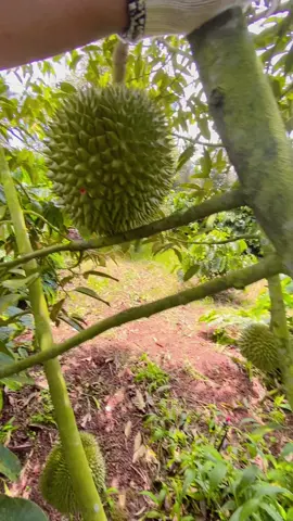 Hàng hiếm nha mn 