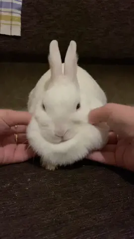 #rebbit🐰 