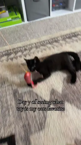 I think his favorite is this toy today #fyp #cat #getmoreviews #followme #catvideos 