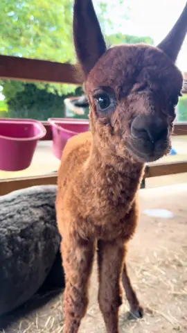 Der flauschigste Blick des Tages!🩷😍 #cutie #alpaka #fluffy #foryou #tiere 