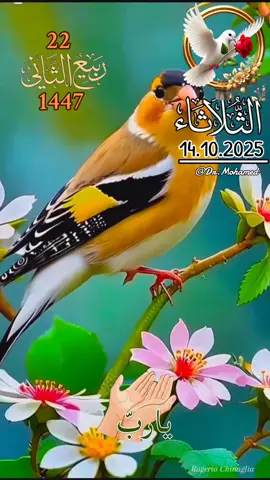 اللهم في صباح يوم الثلاثاء  دعاء صباح يوم الثلاثاء  صباح الخير  #صباحكم_أحلى_صباح🌹🌹 #صباح_الخير #islamic_video #اللهم_امين #دعاء_يوم_الثلاثاء 