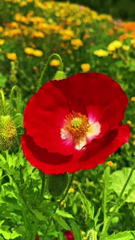 مساء الخير #الشعب_الصيني_ماله_حل😂😂 #ترندات_تيك_توك #مالي_خلق_احط_هاشتاقات🧢 #اكسبلورexplore #المملكة_العربية_السعودية 