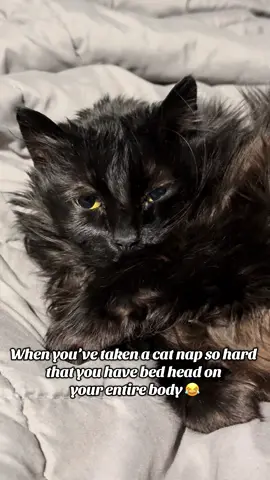 #catsoftiktok #funnyanimals #cats #cutecat #fyp 