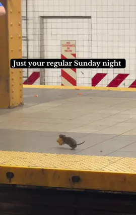New York City subway stations come with entertainment 🤪 #NewYork #foryoupage #ratsoftiktok #rat #subway 