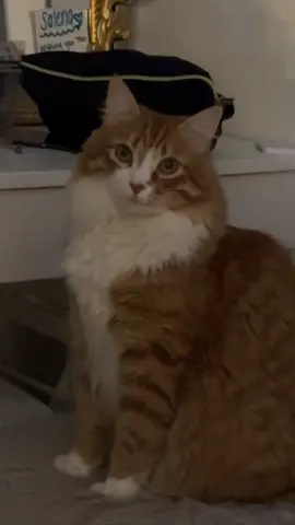 he’s mocking me #orangecatbehavior ##catsoftiktok #cattok #catsofinstagram #orangecats    