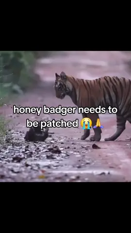 #animals #honeybadger #viral #nature #fyp 