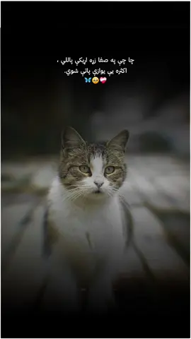 ༺🕯️دَرَدمن زړګۍ 🩶༻ #Foryou #foryoupage #viraltiktok #sadqoutes #afghanistan🇦🇫 
