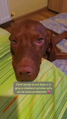 O privire ca asta te face sa uiti de toate problemele ❤️🙈  #razvan_baicoieanu 