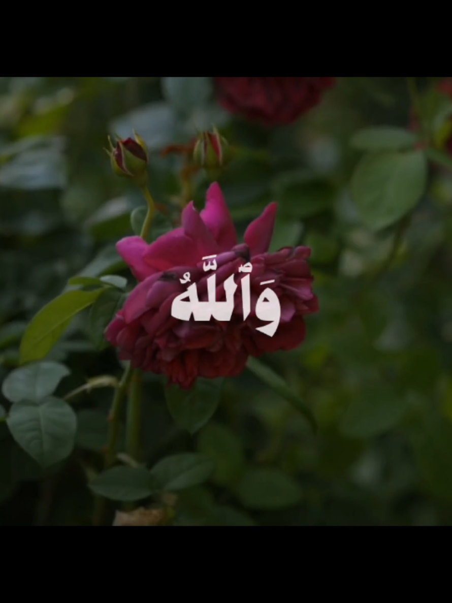 { وَاللَّهُ يُرِيدُ أَنْ يَتُوبَ عَلَيْكُمْ } [سُورَةُ النِّسَاءِ: ٢٧] القارئ: محمود خليل الحصري  . . . #قرآن #quran #قران_كريم #الحصري  #محمود_خليل_الحصرى 