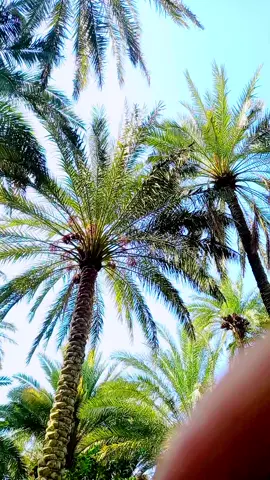 #fypシ゚ #تصميم_فيديوهات🎶🎤 #CapCut #tiktok #🌴☀☀ 