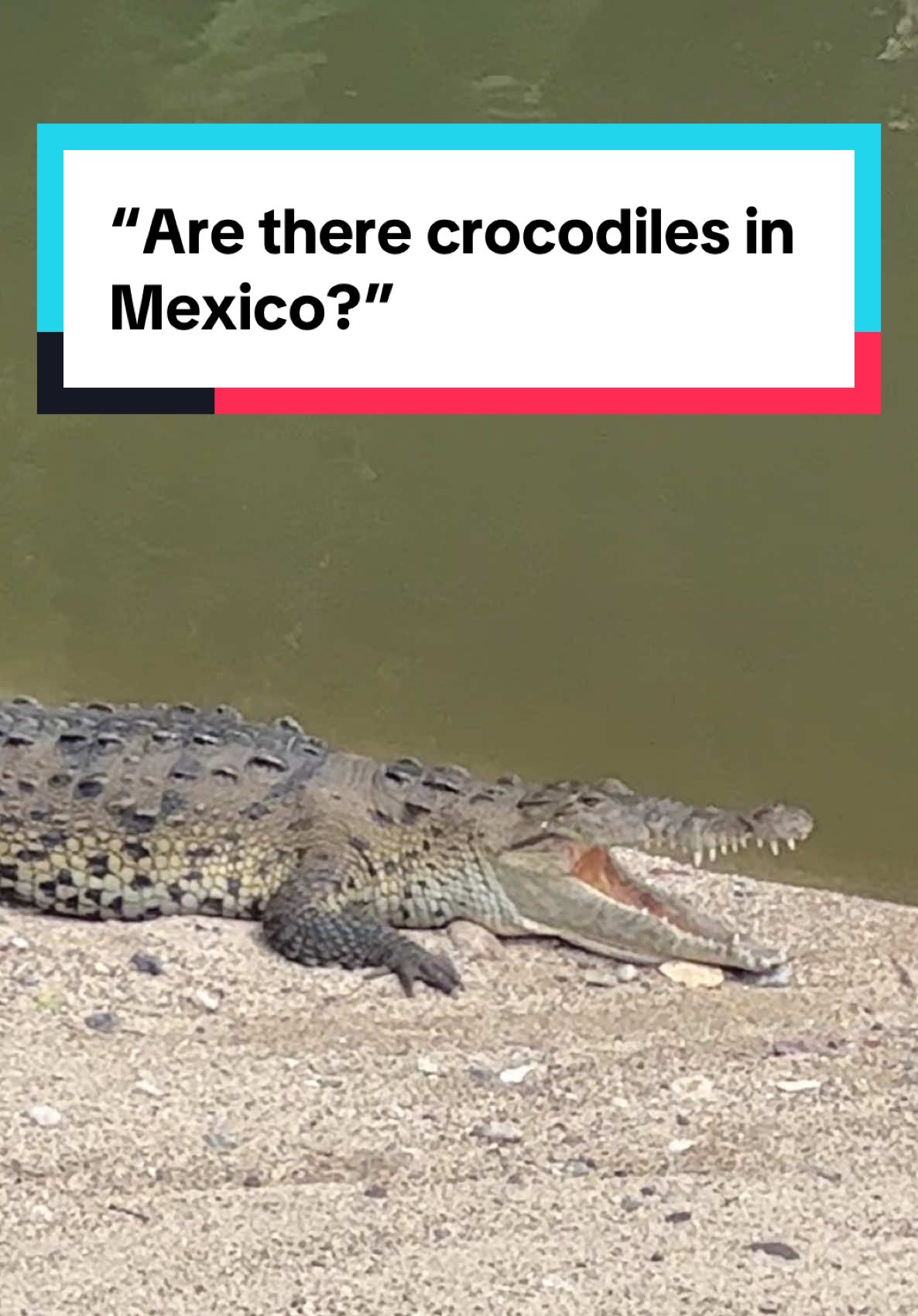 Are there crocodiles in Mexico? The short answer is yes. They don’t bother people unless you bother them. They were here first. ##crocodilo##mexico##puertovallarta##puertovallartamexico##mexicotiktok
