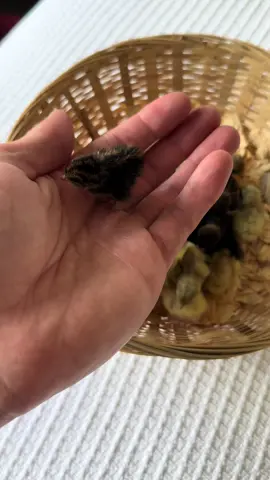 Each year my friends and I swap button quail eggs to prevent inbreeding in our flocks and increase genetic diversity. We do this by shipping each other eggs through the mail! This was probably one of my best hatches from shipped eggs, usually a typical hatch rate is 50-60%. Can’t wait to see all these little babies mature into adults 💙🐣 - - - #cutenessoverload #babyanimals #cuteanimals #babyanimal  