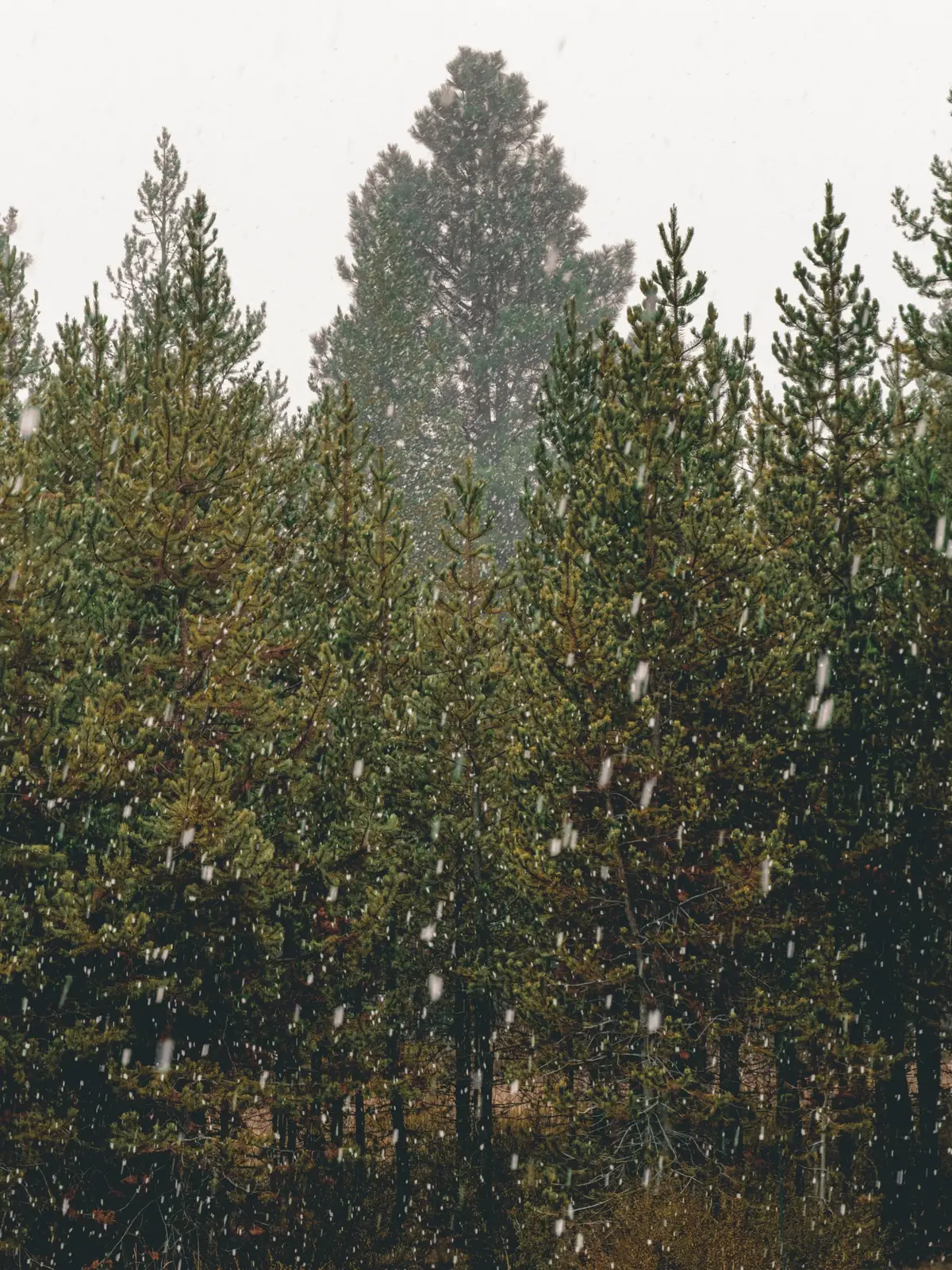 First snow today! Feels early! 🤔