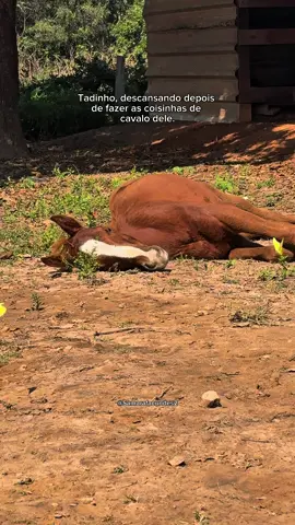 Vidinha cansativa tadinho kkkk #fyp #cavalo 