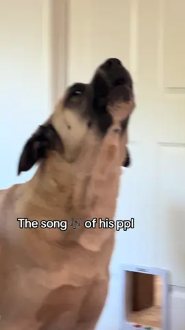 Love his tune #fyp #foryoupage❤️❤️ #youryoupage #dogs #livestockguardiandog 