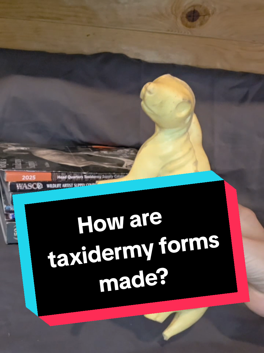 #taxidermy #taxidermist #taxidermytiktok #vultureculture #taxidermydeer 