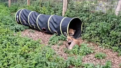 Another visit at Second Chance Fox Sanctuary 🦊❤️ #fox #wildlife #cute #fyp #viralvideo 
