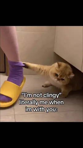 #cat #catsoftiktok #couple #ilovemybf #ilovemygf #fyp 