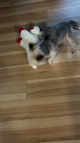 Showing lambchop who’s boss 😂