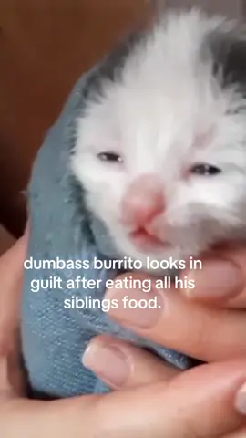 he got moustache #spirituality #kitten 