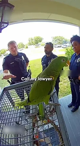 Parrot bullies the cops 🫠. #funnyvideos #sora #police #viraltiktok #viral 