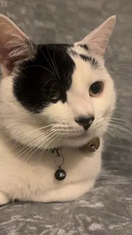 #fyp #cute #cutecat #cats #adorable 