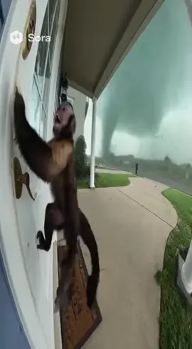 Le singe et la tornade 🌪️ #viral #pourtoi #foryou #tornade #singe 