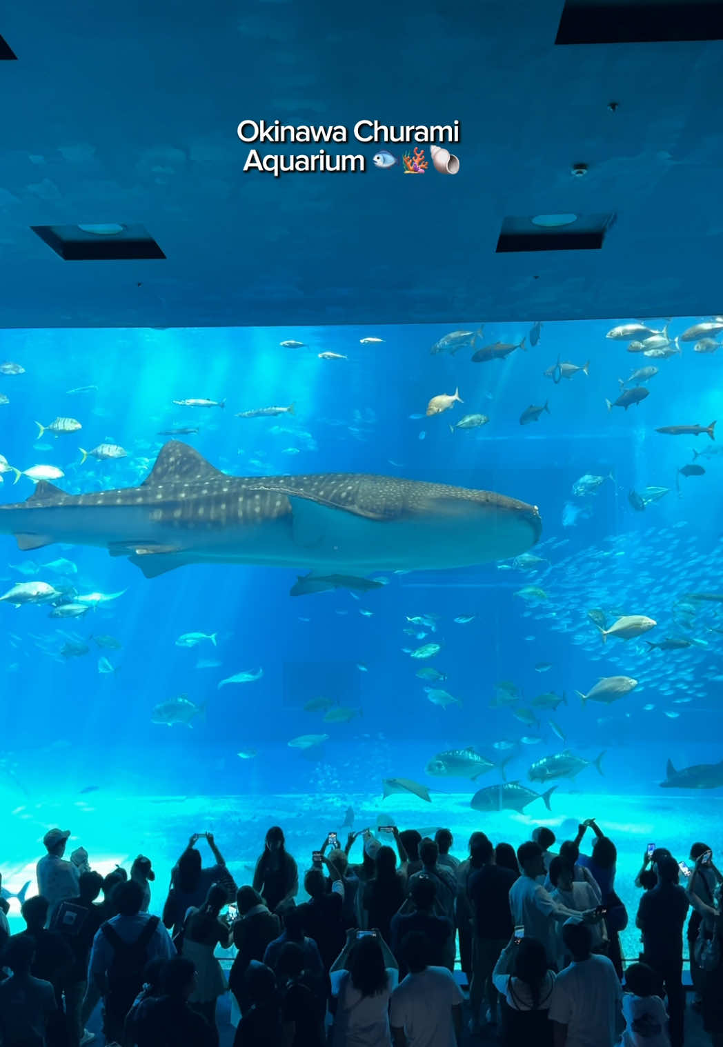 This is probably one of the best things to do in Okinawa! 🇯🇵  It’s also the 2nd largest aquarium in the world! You have to check it out when you visit Japan! 🐟 🐚  Okinawa Churami Aquarium - Okinawa, Japan 📍  Comment 