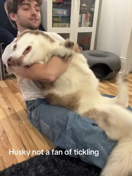 He was in dog jail for bodyslamming our guest. Not a fan of tickling 😂😂 PS: HE IS JUST DRAMATIC he’s fine… #huskytickles #troubledog #huskylife #huskyyelling #dramatichusky