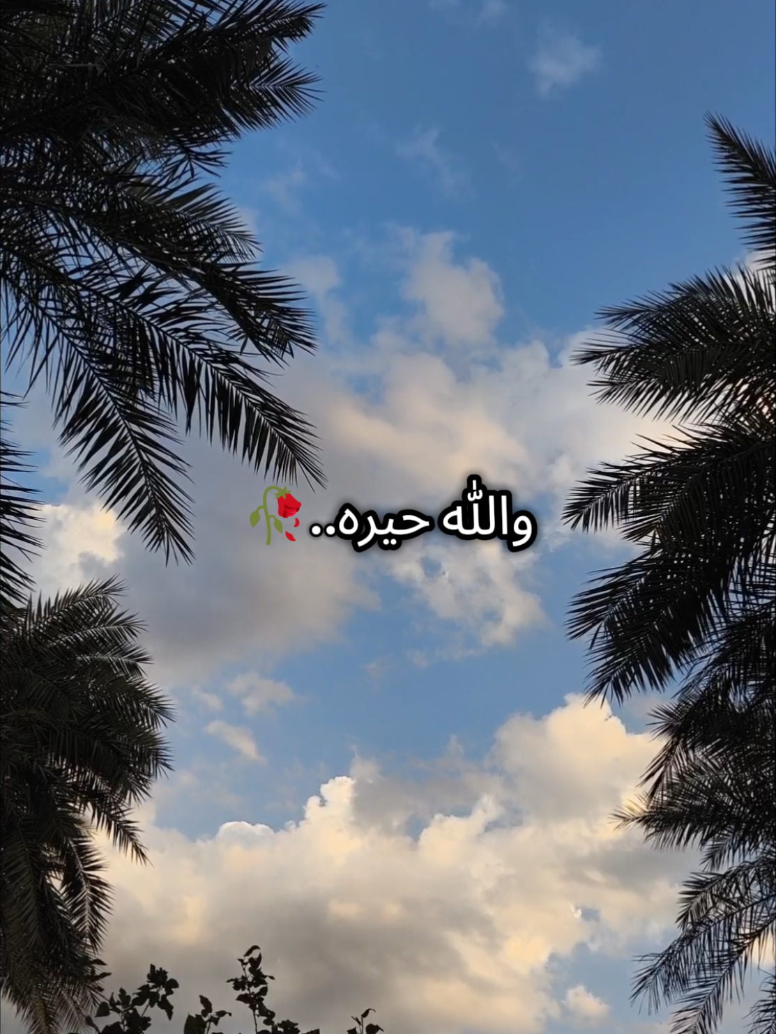 والله حيره من تروح عزاز كلبك💔😔