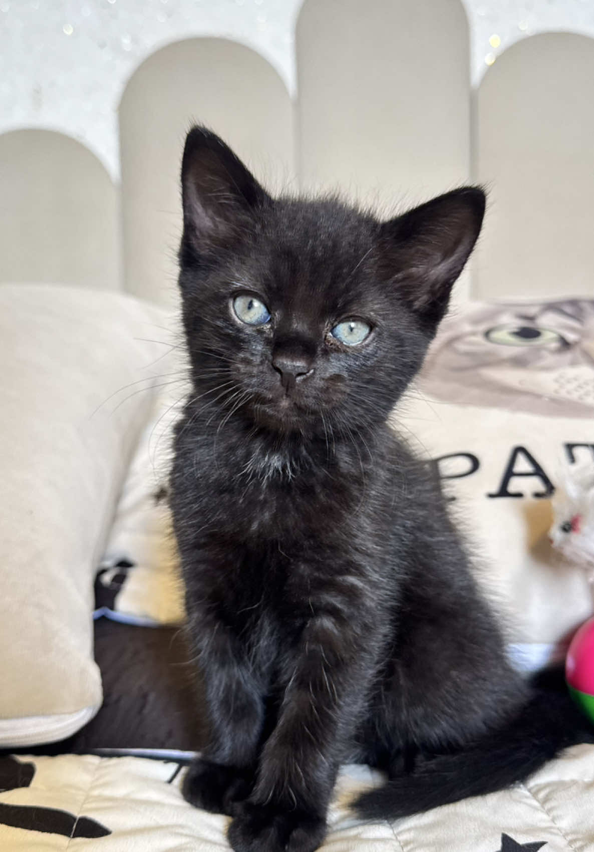 E FASEEEEE!!! #gatos #gato #animais #pets 