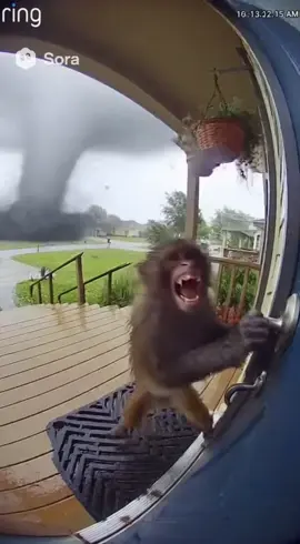 Monkey gets taken by tornado. #ringcam #tornado #monkey 